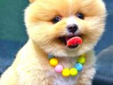 Party Colour Erkek Pomerani̇an
