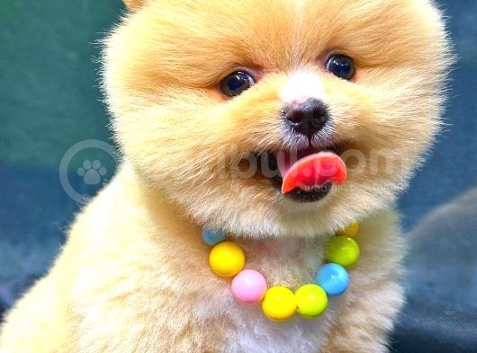 Party Colour Erkek Pomerani̇an görsel