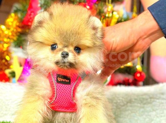 Teacup Orange Di̇şi̇ Pomerani̇an görsel