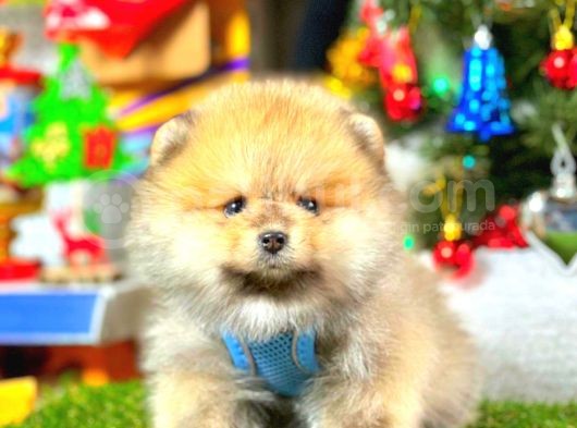 Teddy Bear Pomeranian görsel