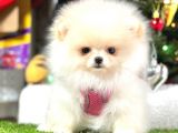 Kusursuz Karbeyaz Mi̇ni̇ Boy Pomerani̇an