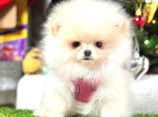 Kusursuz Karbeyaz Mi̇ni̇ Boy Pomerani̇an görsel