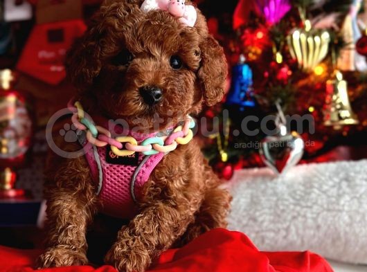 Orjinal Toy Poodle görsel