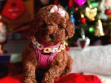 Orjinal Toy Poodle
