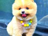 Party Colour Erkek Pomerani̇an