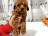 Erkek Ve Dişi Toy Poodle Bebeklerimiz