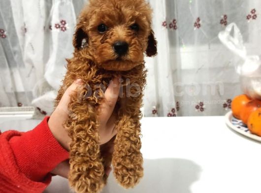 Erkek Ve Dişi Toy Poodle Bebeklerimiz görsel