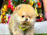 Teacup Orange Pomerani̇an
