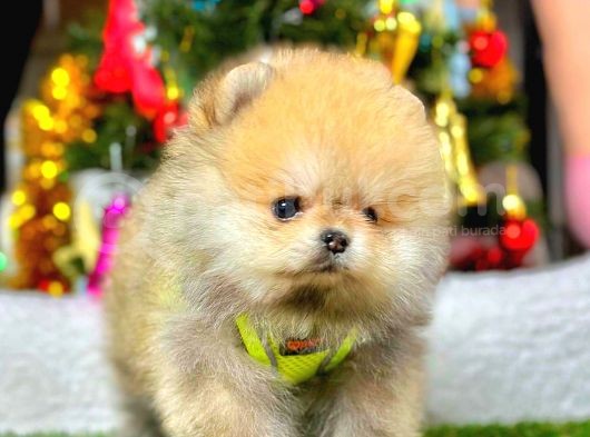 Teacup Orange Pomerani̇an