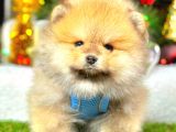 Teddy Bear Pomeranian