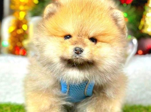 Teddy Bear Pomeranian