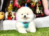 Ayi Suratli Pomerani̇an Boo Yavrularimiz