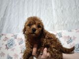 Erkek Ve Dişi Toy Poodle Bebeklerimiz