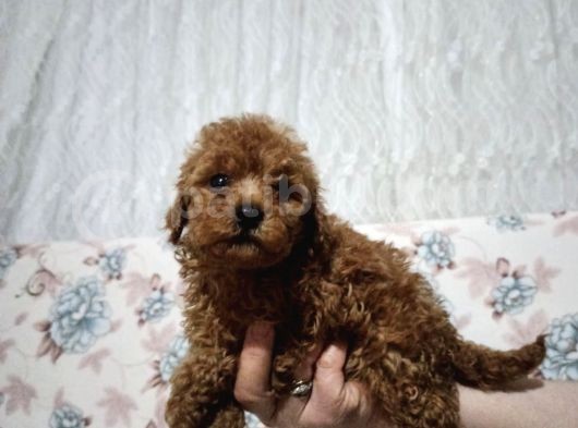 Erkek Ve Dişi Toy Poodle Bebeklerimiz görsel