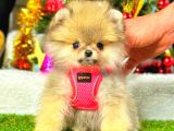 Teacup Orange Di̇şi̇ Pomerani̇an