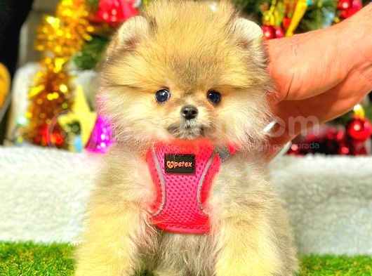 Teacup Orange Di̇şi̇ Pomerani̇an görsel