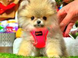 Teacup Orange Di̇şi̇ Pomerani̇an
