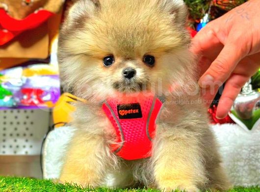 Teacup Orange Di̇şi̇ Pomerani̇an