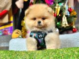 Safkan Pomerani̇an Boo Yavrularimiz
