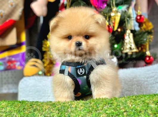 Safkan Pomerani̇an Boo Yavrularimiz