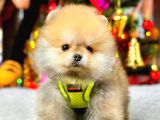 Teacup Orange Pomerani̇an