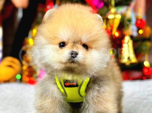Teacup Orange Pomerani̇an görsel