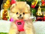 Teacup Orange Di̇şi̇ Pomerani̇an