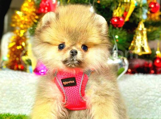 Teacup Orange Di̇şi̇ Pomerani̇an görsel