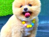 Party Colour Erkek Pomerani̇an