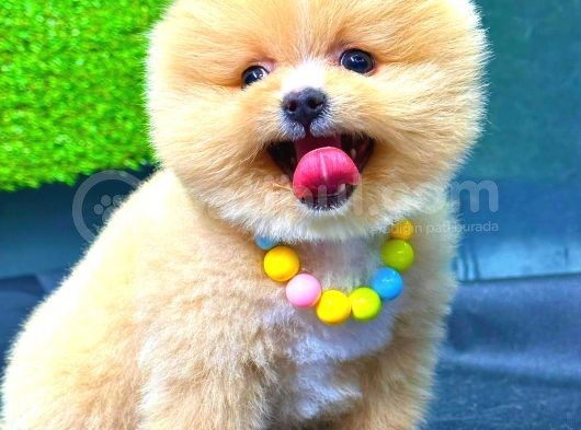 Party Colour Erkek Pomerani̇an