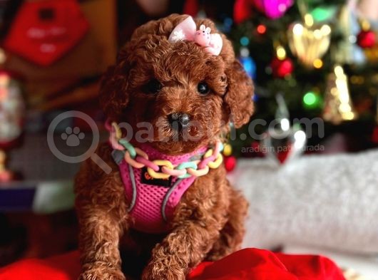 Di̇şi̇ Red Brown Toy Poddle görsel