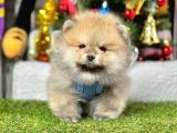 Ayi Suratli Pomerani̇an Boo Yavrularimiz