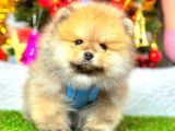 Teddy Bear Pomeranian