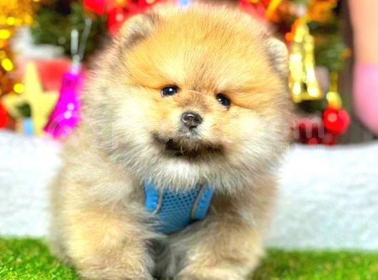 Teddy Bear Pomeranian görsel