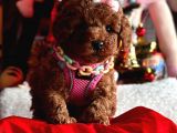 Di̇şi̇ Red Brown Toy Poddle