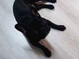 Mükemmel Kalite French Bulldog