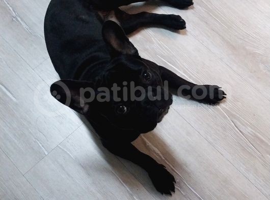 Mükemmel Kalite French Bulldog