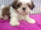 Kusursuz Anatomide Shihtzu