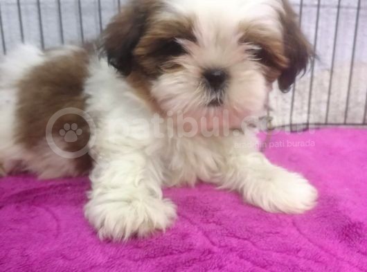 Kusursuz Anatomide Shihtzu görsel