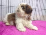 Kusursuz Anatomide Shihtzu