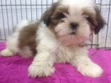 Kusursuz Anatomide Shihtzu