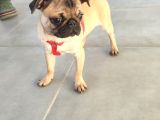 Pug Mops Si̇fi̇r Burun Gül Kuyruk Yavrular