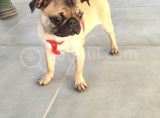Pug Mops Si̇fi̇r Burun Gül Kuyruk Yavrular görsel