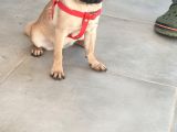 Pug Mops Si̇fi̇r Burun Gül Kuyruk Yavrular
