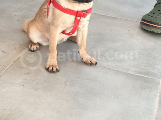 Pug Mops Si̇fi̇r Burun Gül Kuyruk Yavrular görsel