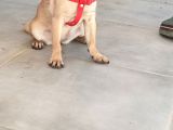 Pug Mops Si̇fi̇r Burun Gül Kuyruk Yavrular