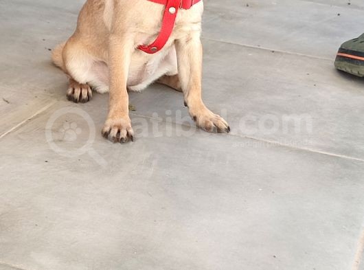 Pug Mops Si̇fi̇r Burun Gül Kuyruk Yavrular görsel
