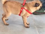 Pug Mops Si̇fi̇r Burun Gül Kuyruk Yavrular