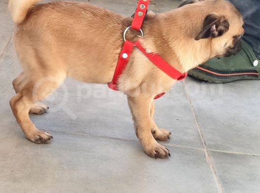 Pug Mops Si̇fi̇r Burun Gül Kuyruk Yavrular