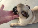 Pug Mops Si̇fi̇r Burun Gül Kuyruk Yavrular